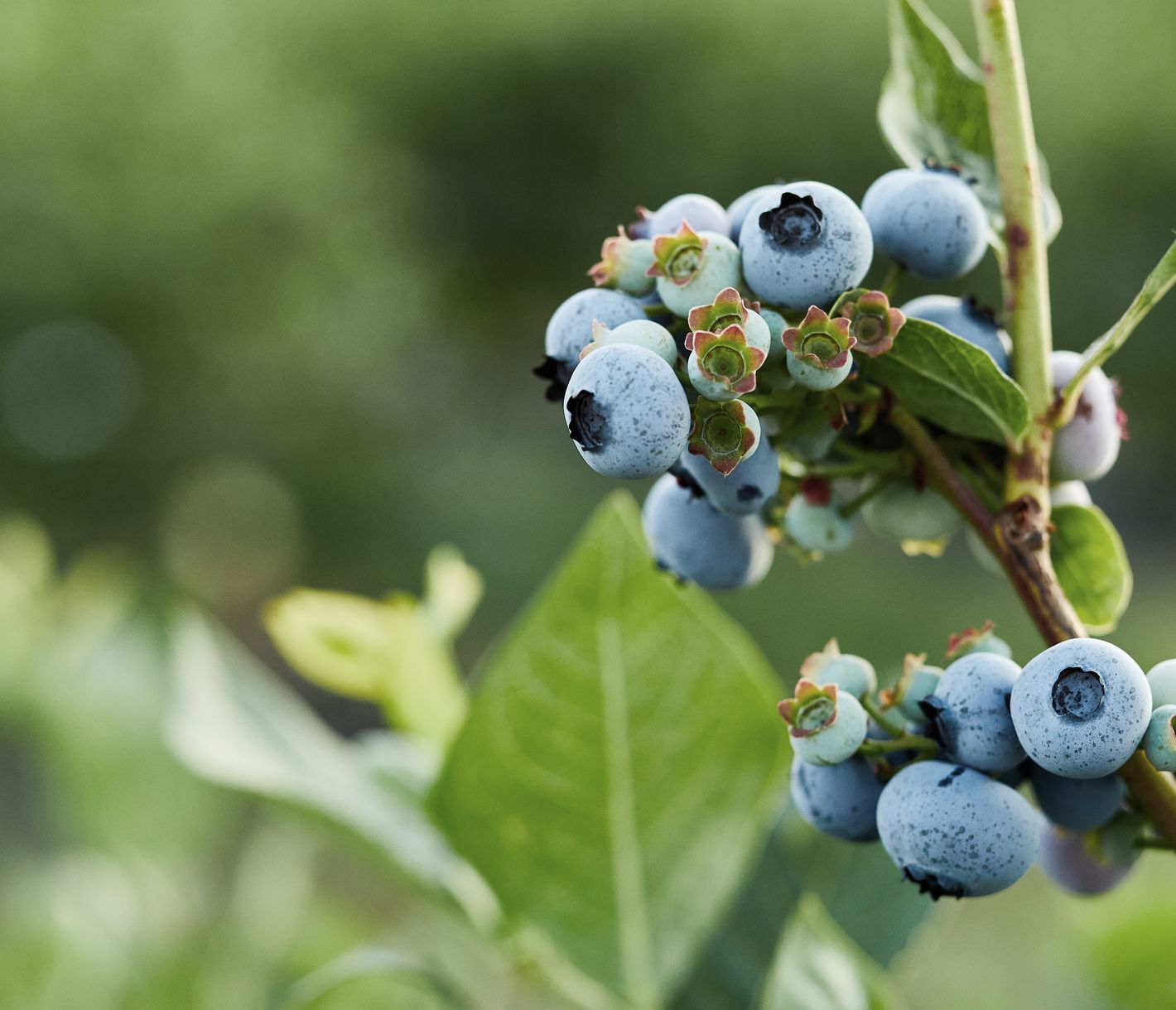 Das Jedermanns-Recht, eine uralte Regel.