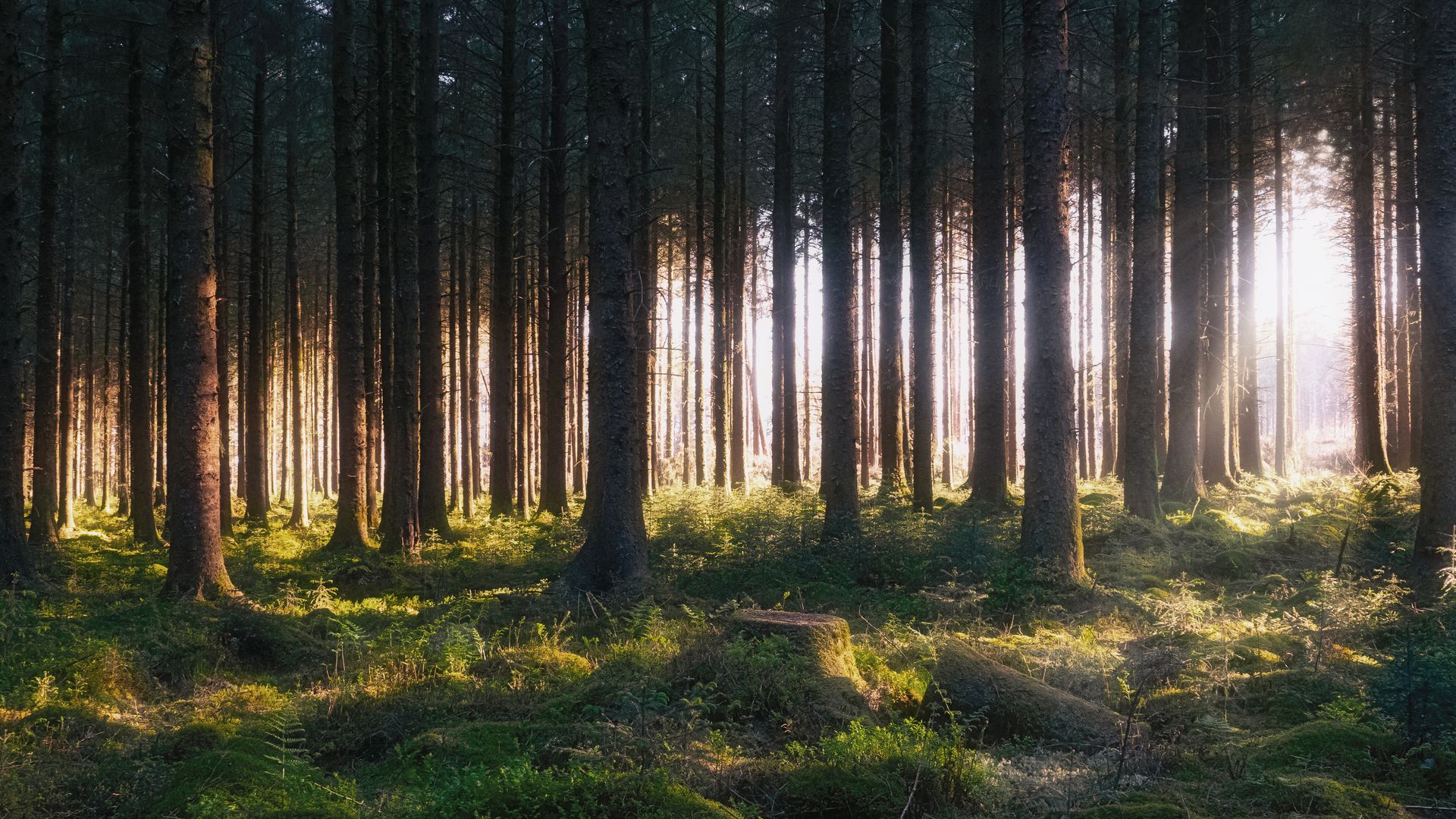 Verzauberte Natur im Dartmoor