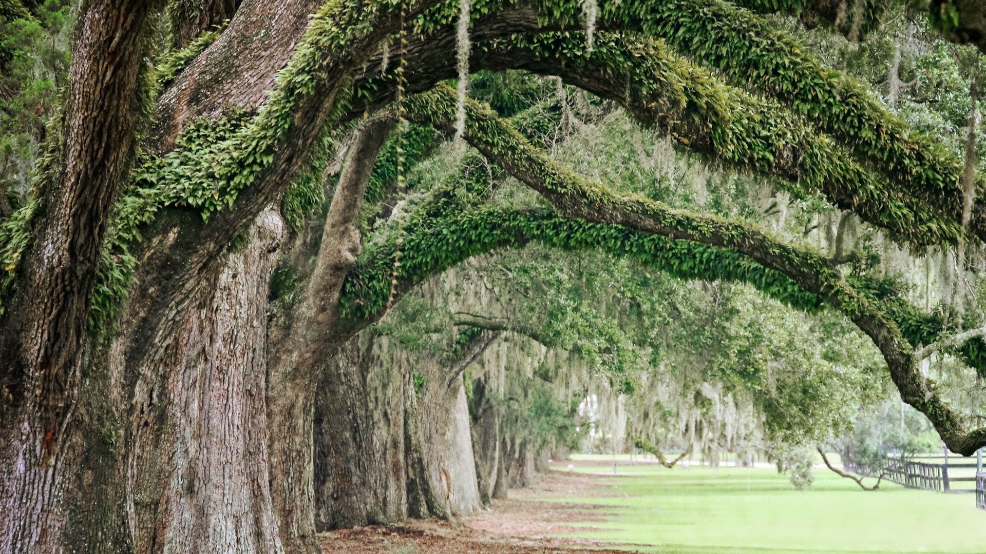 Uralte Eichen auf der Boone Hall Plantation in South Carolina