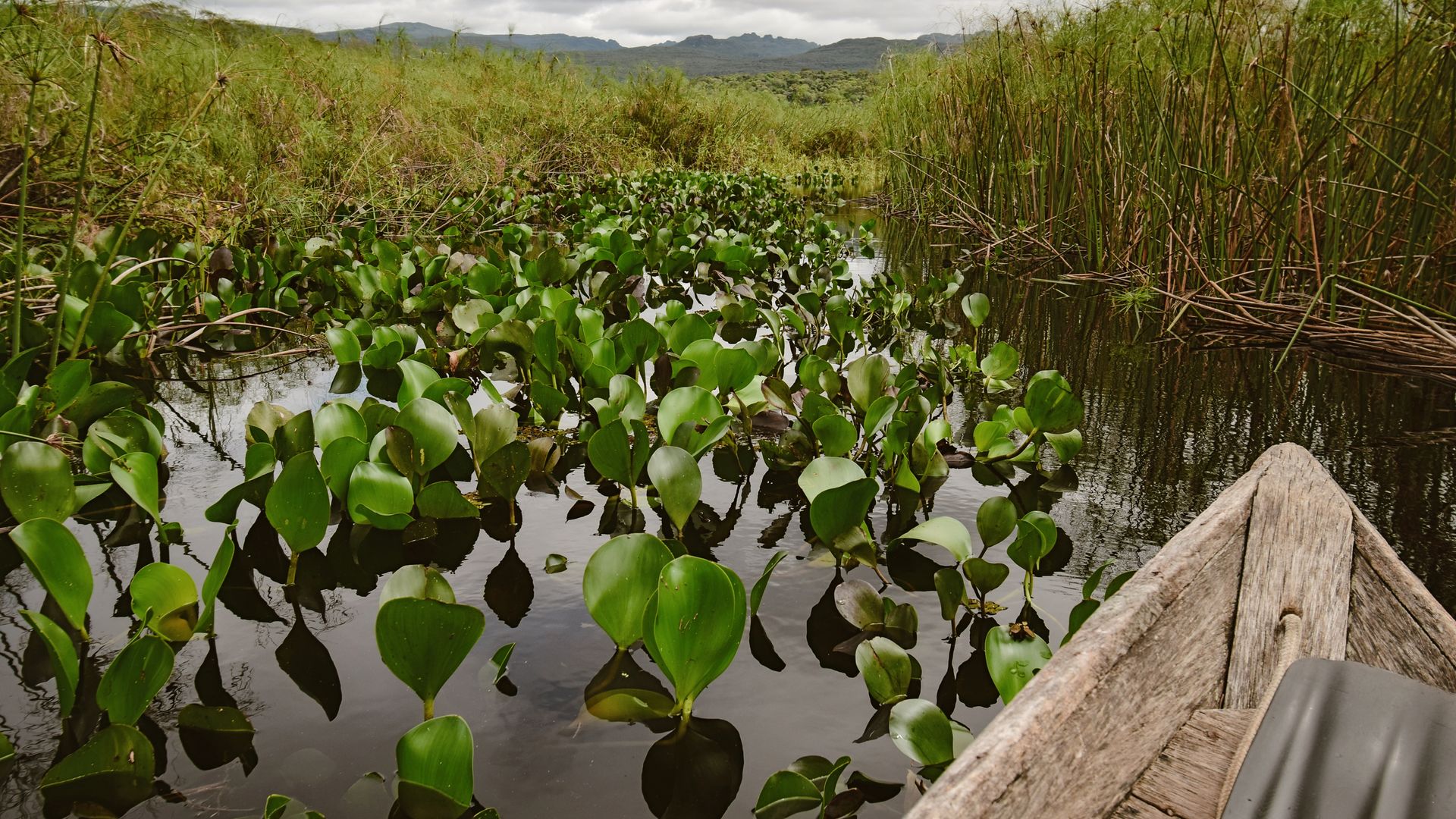 A la découverte en bateau de Marimbus, le mini-Pantanal de la Chapada Diamantina