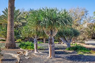 Botanischer Garden von Maspalomas
