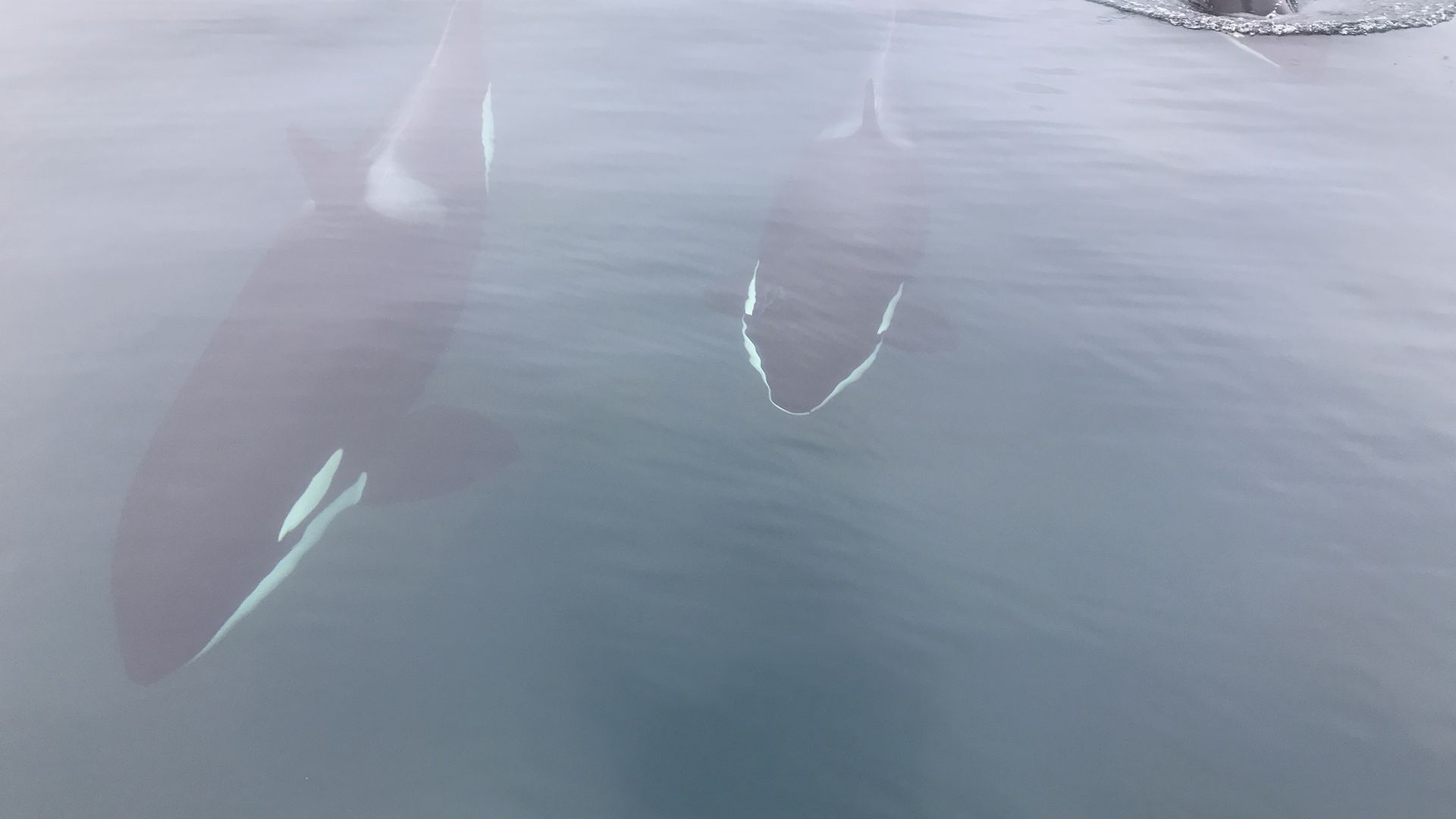 Des orques en liberté.