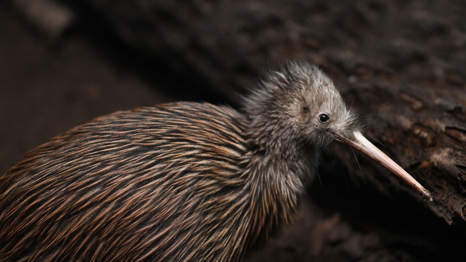 L'animal national de Nouvelle-Zélande