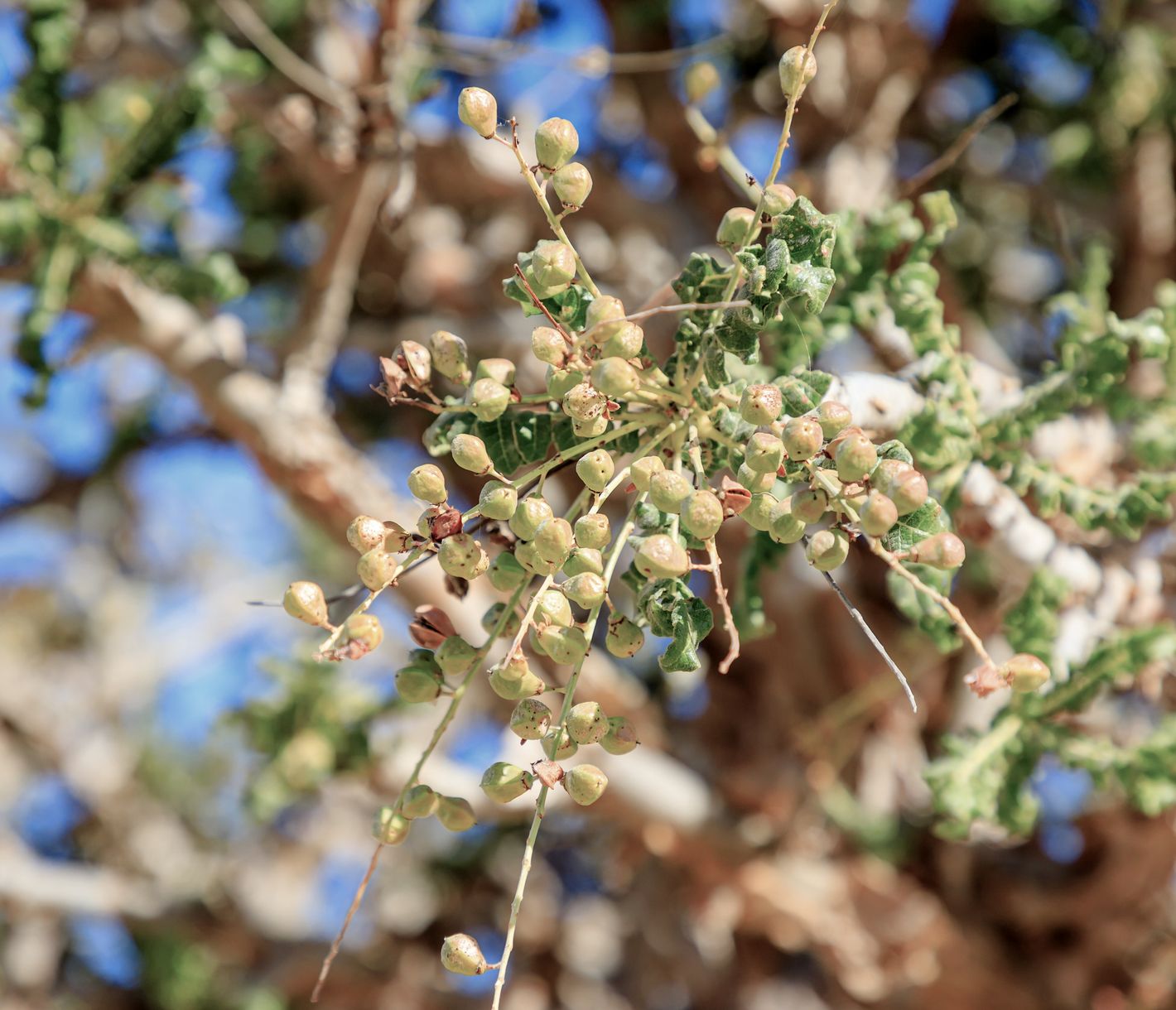 Im Detail – Der Weihrauchbaum im Wadi Dawkah