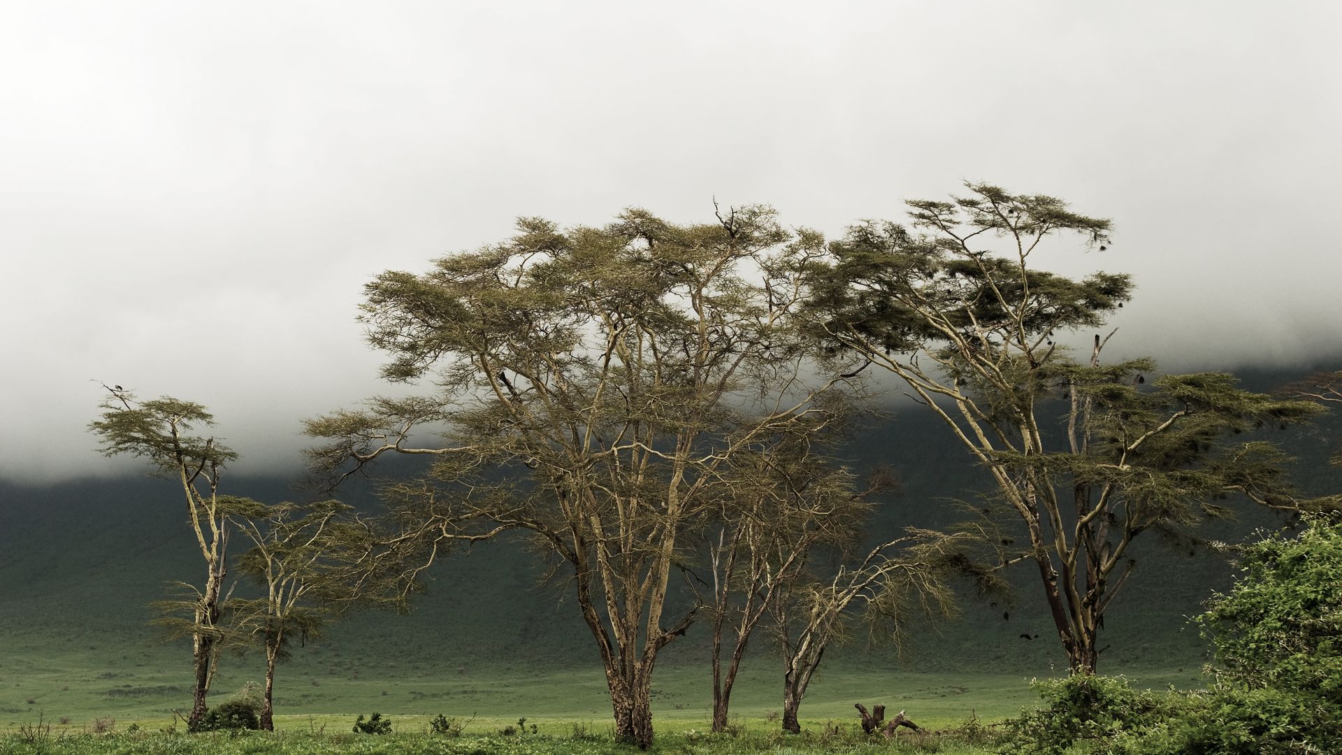 Gelbrinden-Akazien – auch Fieber-Akazien genannt – im Ngorongoro-Krater