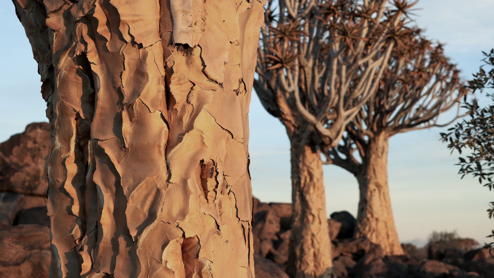 Köcherbaumwald, Südnamibia