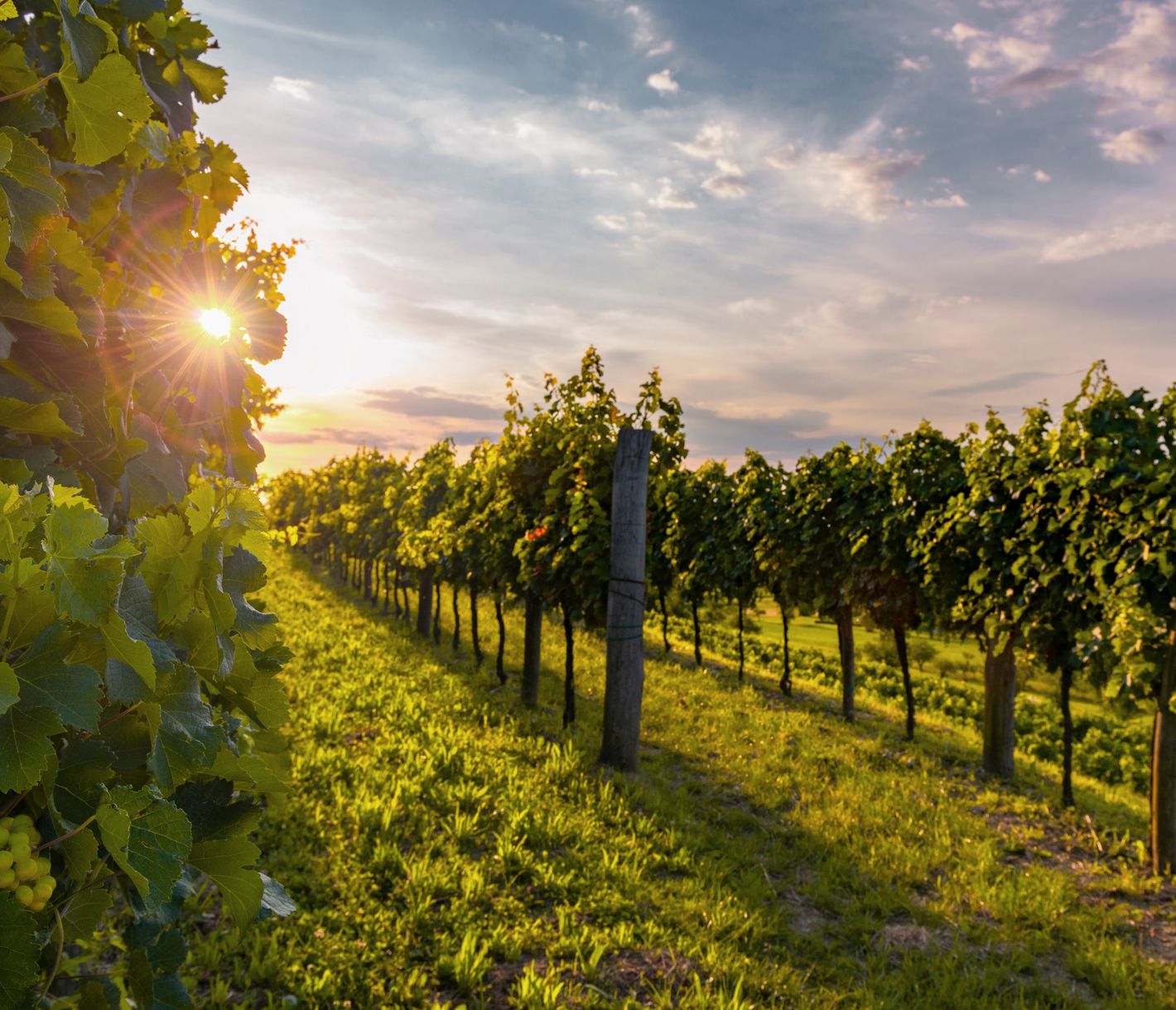 Cette vaste vallée, où coule la rivière Vipava, est l'une des régions viticoles slovènes les plus célèbres, entre le Karst à l'ouest et le massif des Nanos dont les sommets couronnés de rochers culminent à 700 m.