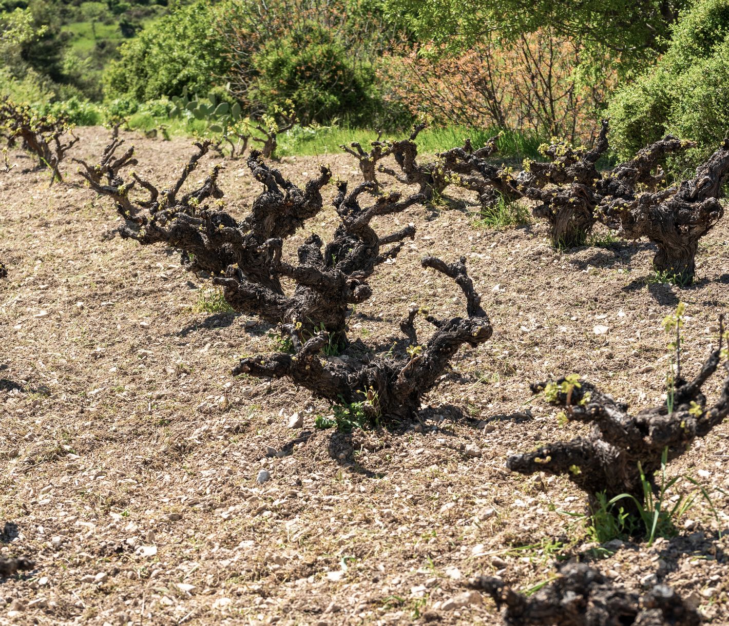 Jeunes ceps de vigne