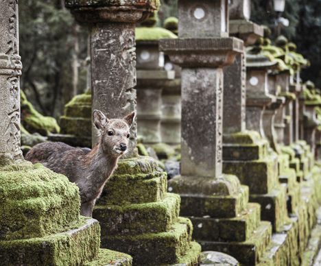Proche de Kyoto, Nara fut l’une des premières capitales de l’archipel au VIIIe siècle.