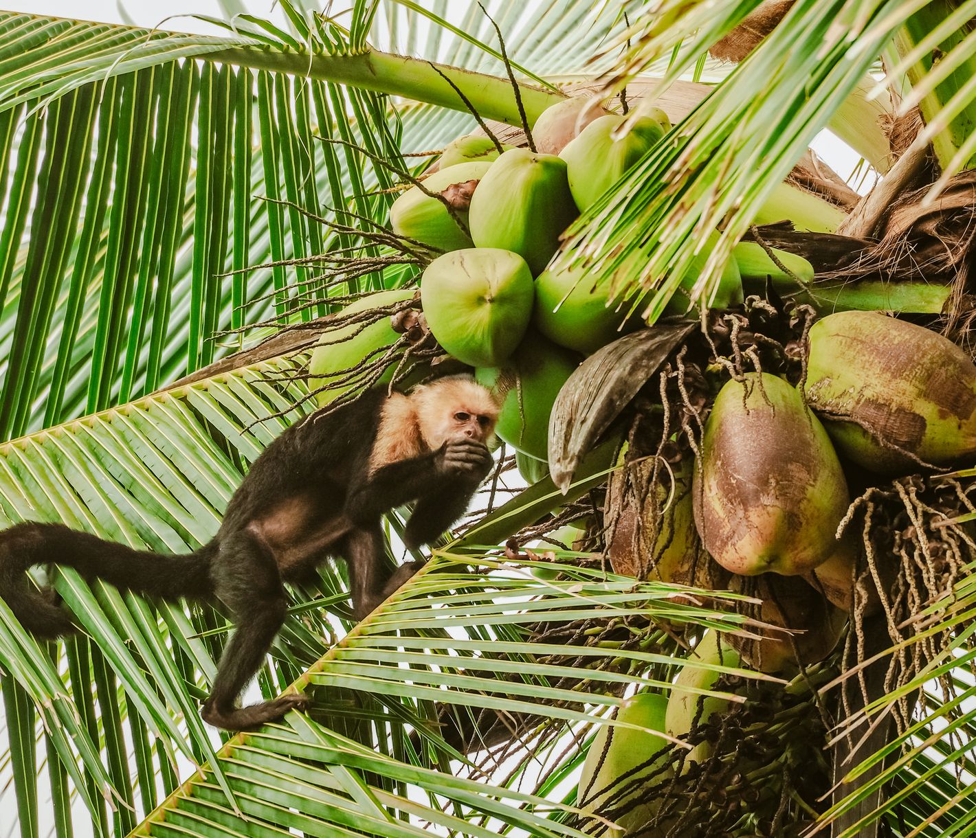 Drake Bay, abgelegener Strand und viel Natur