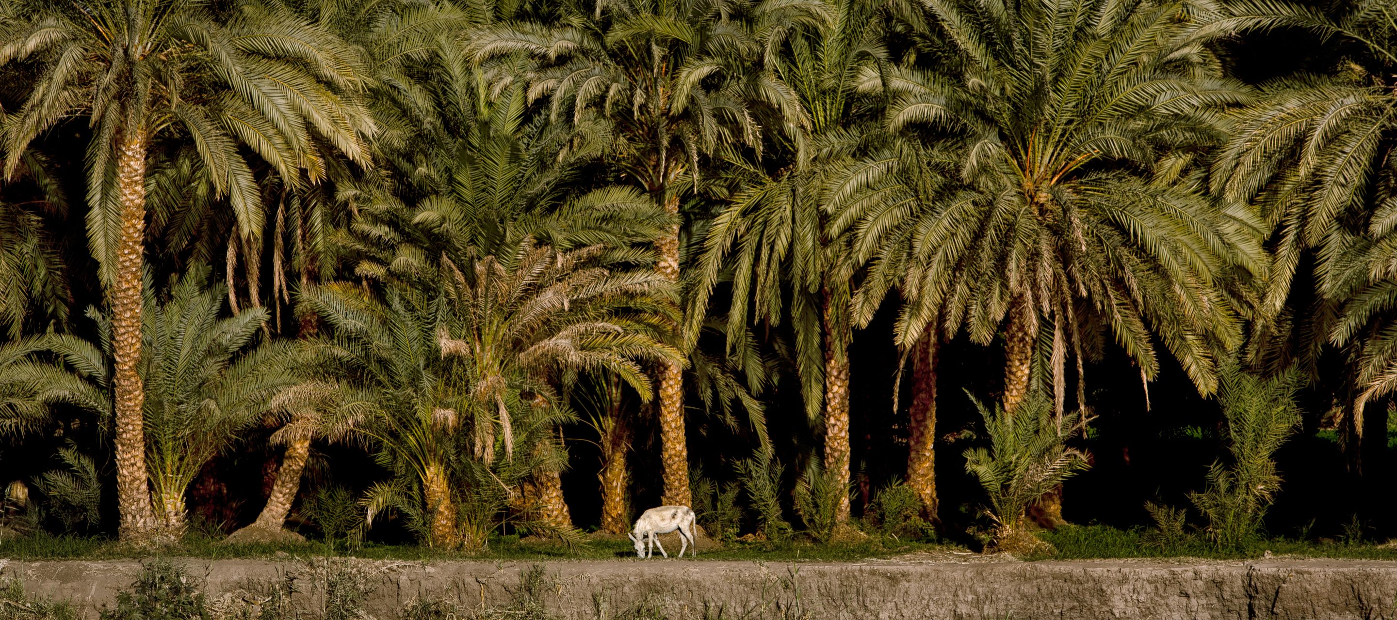 Fruchtbare Palmenhaine bei Edfu