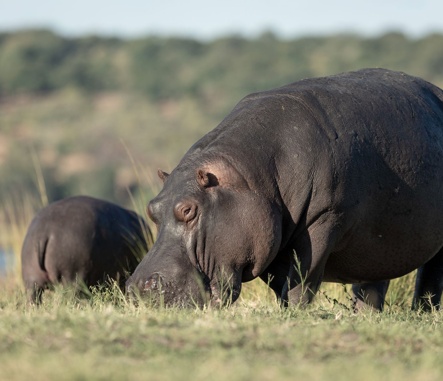 Zwei Flusspferde beim Fressen am Flussufer
