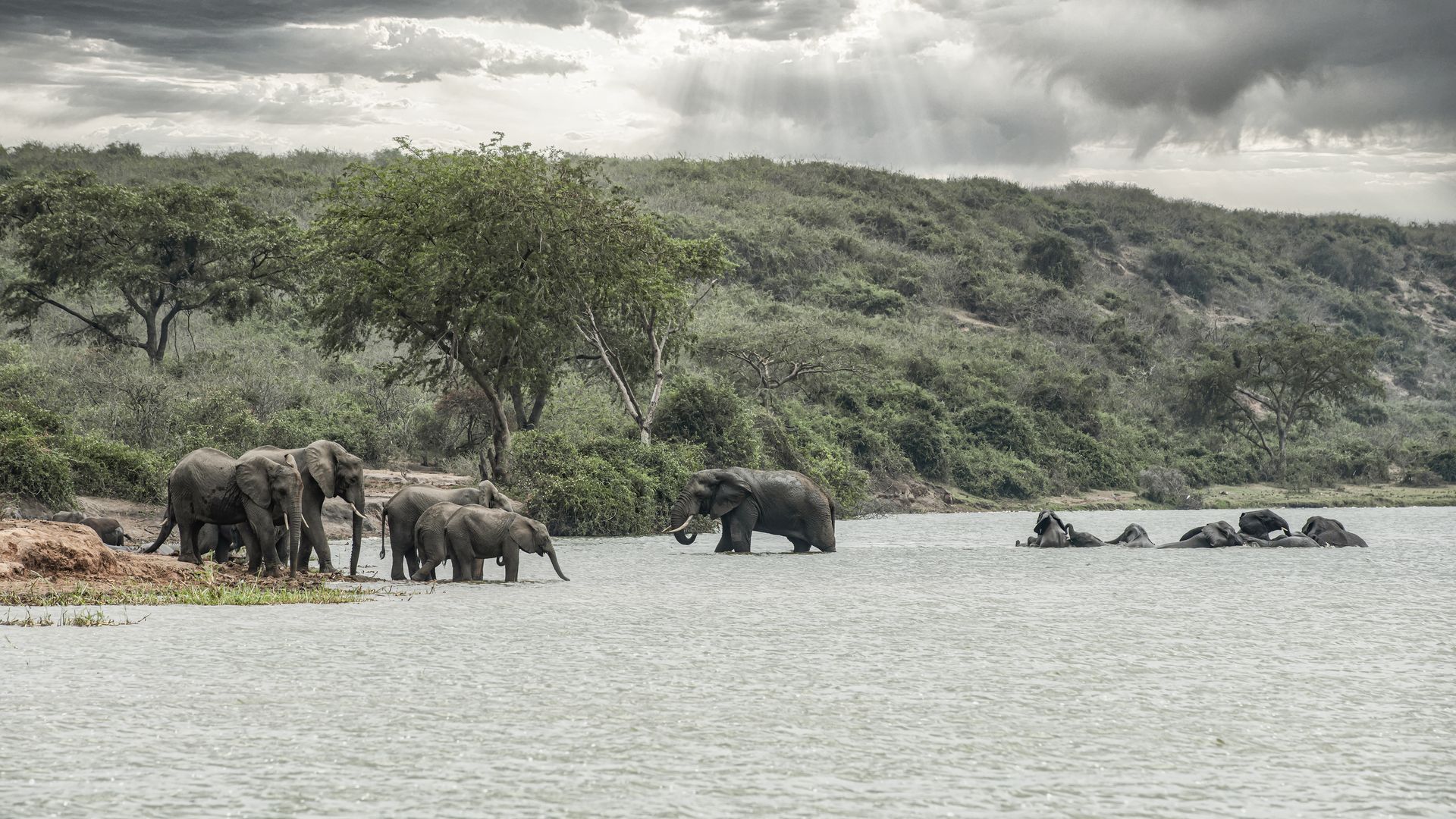 Troupeau d'éléphants lors d'une excursion en bateau sur le canal de Kazinga