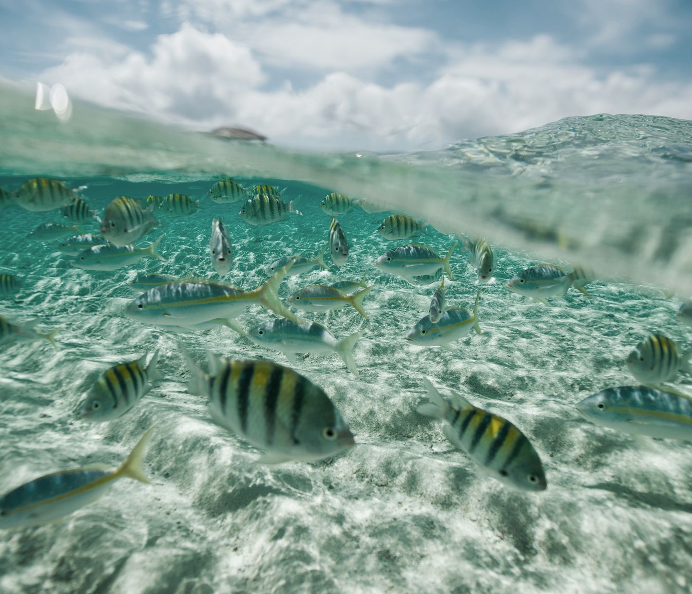 Paradiesische Unterwasserwelt bei Cayo Arena