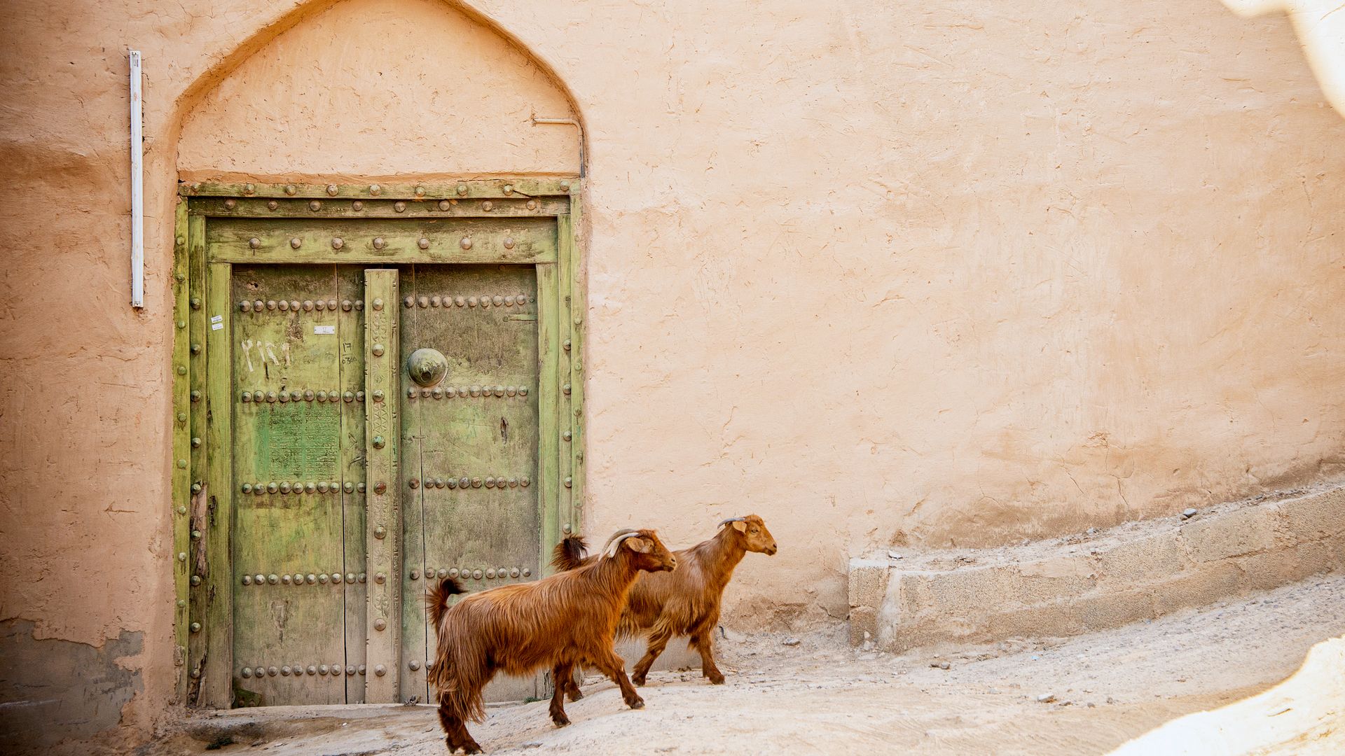 Chèvres flânant dans les ruelles d’Al Hamra