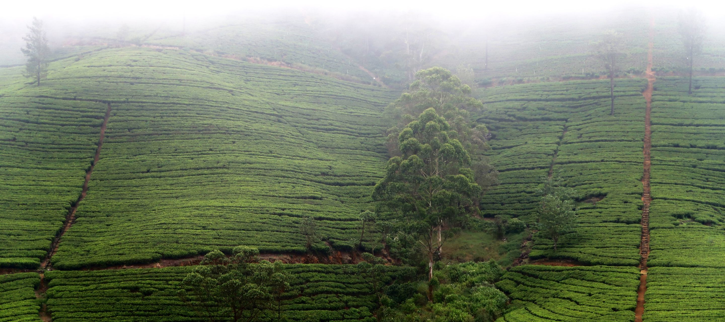 Teefelder Nuwara Eliya
