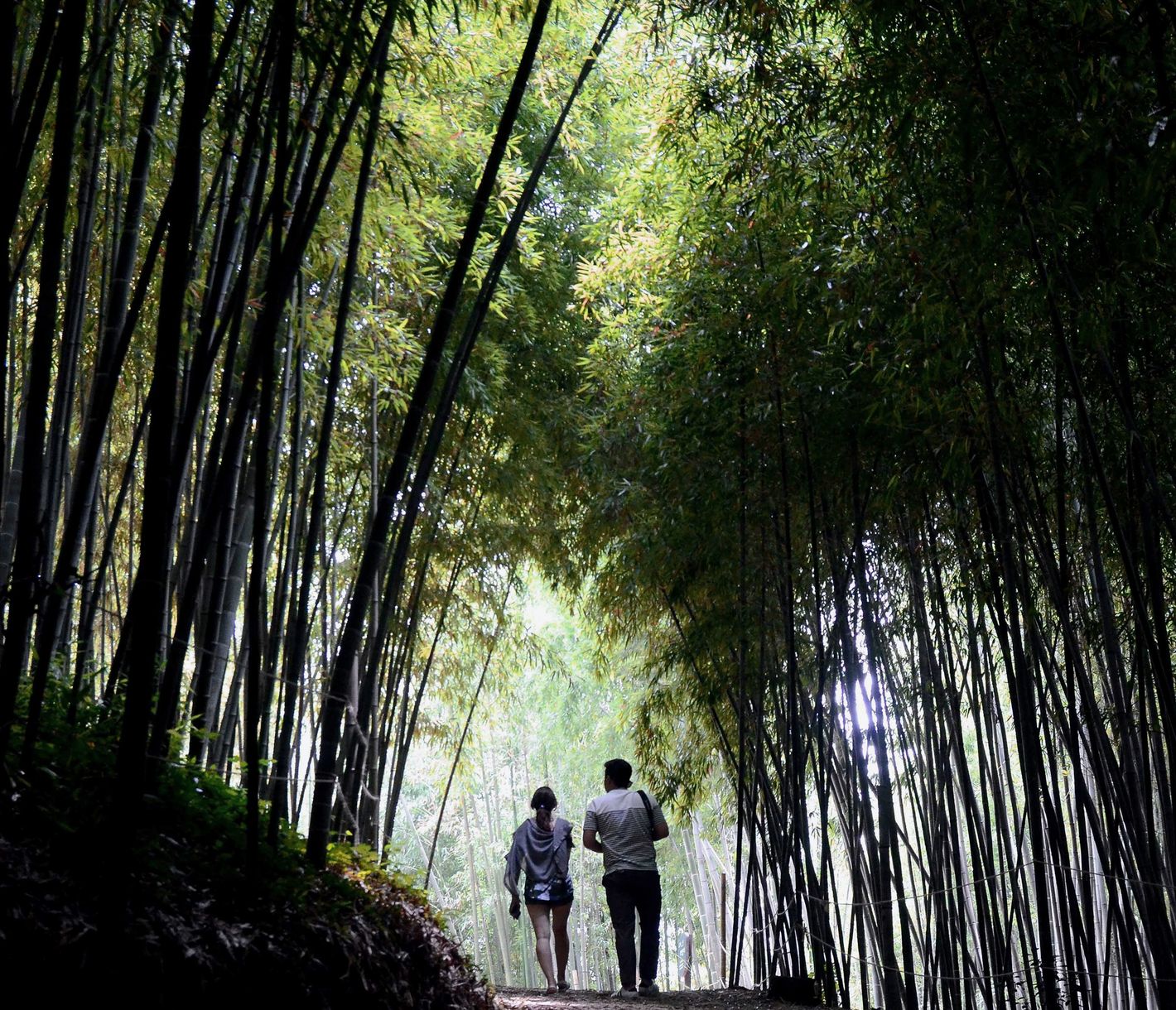 Besuch im Bambuswald von Damyang