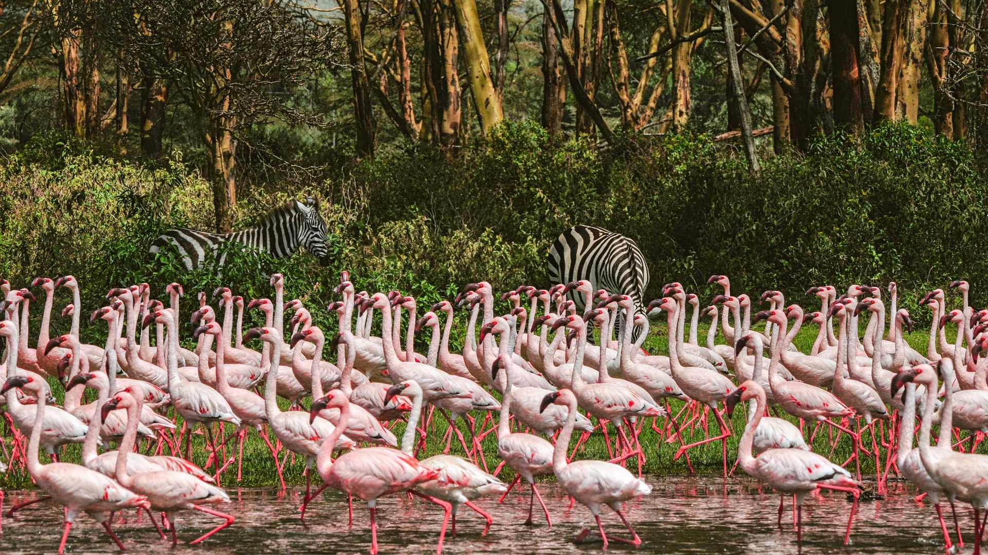 Spectacle magique au lac Naivasha devant des centaines de flamants roses