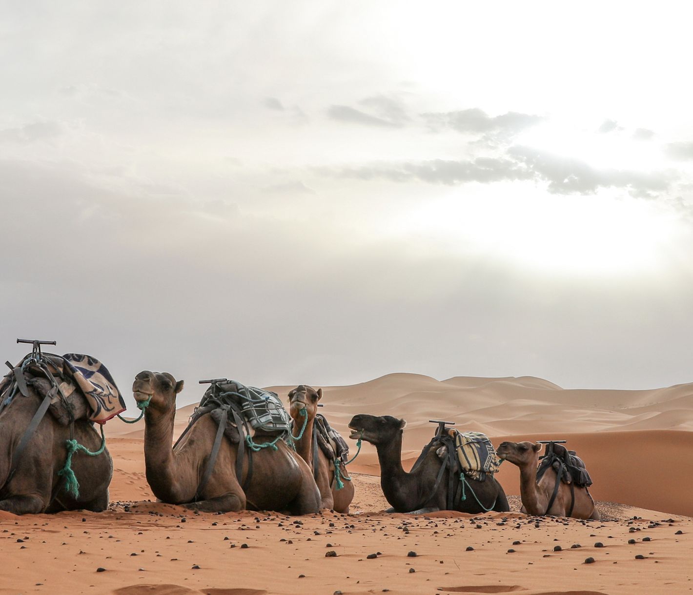 Erg Chebbi, Kamelkaravane