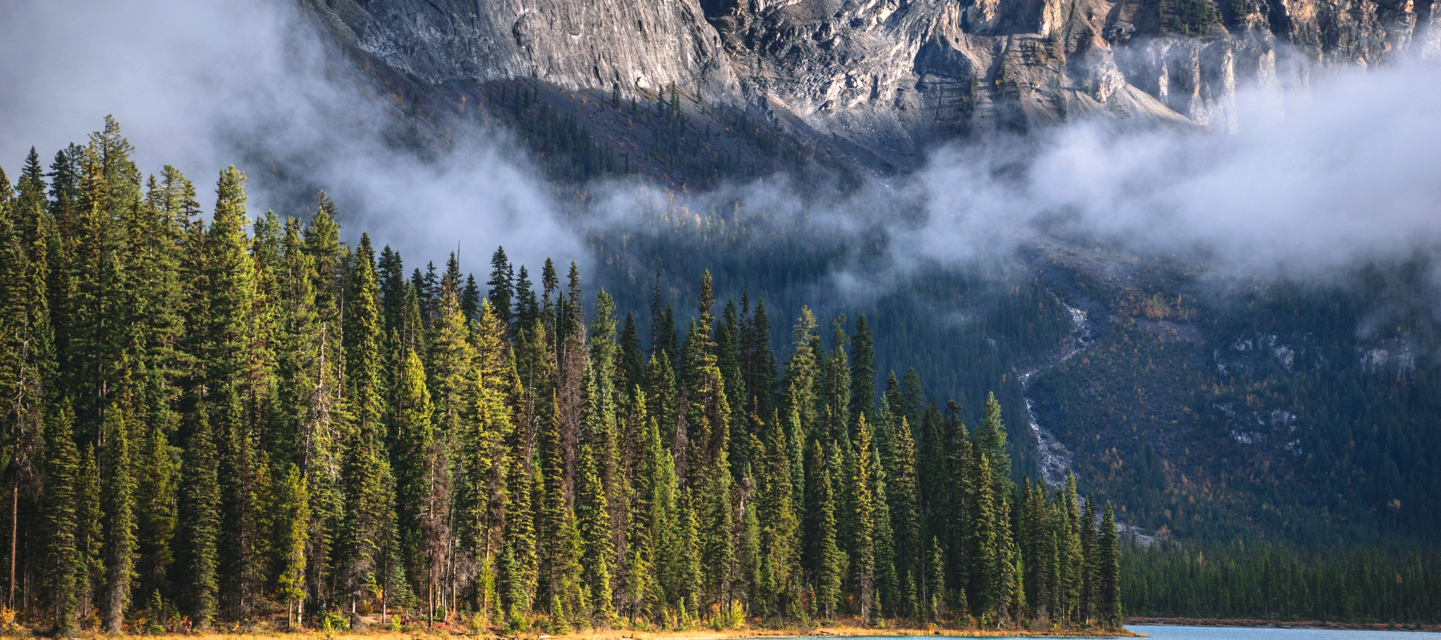 Ein echtes Prachtexemplar