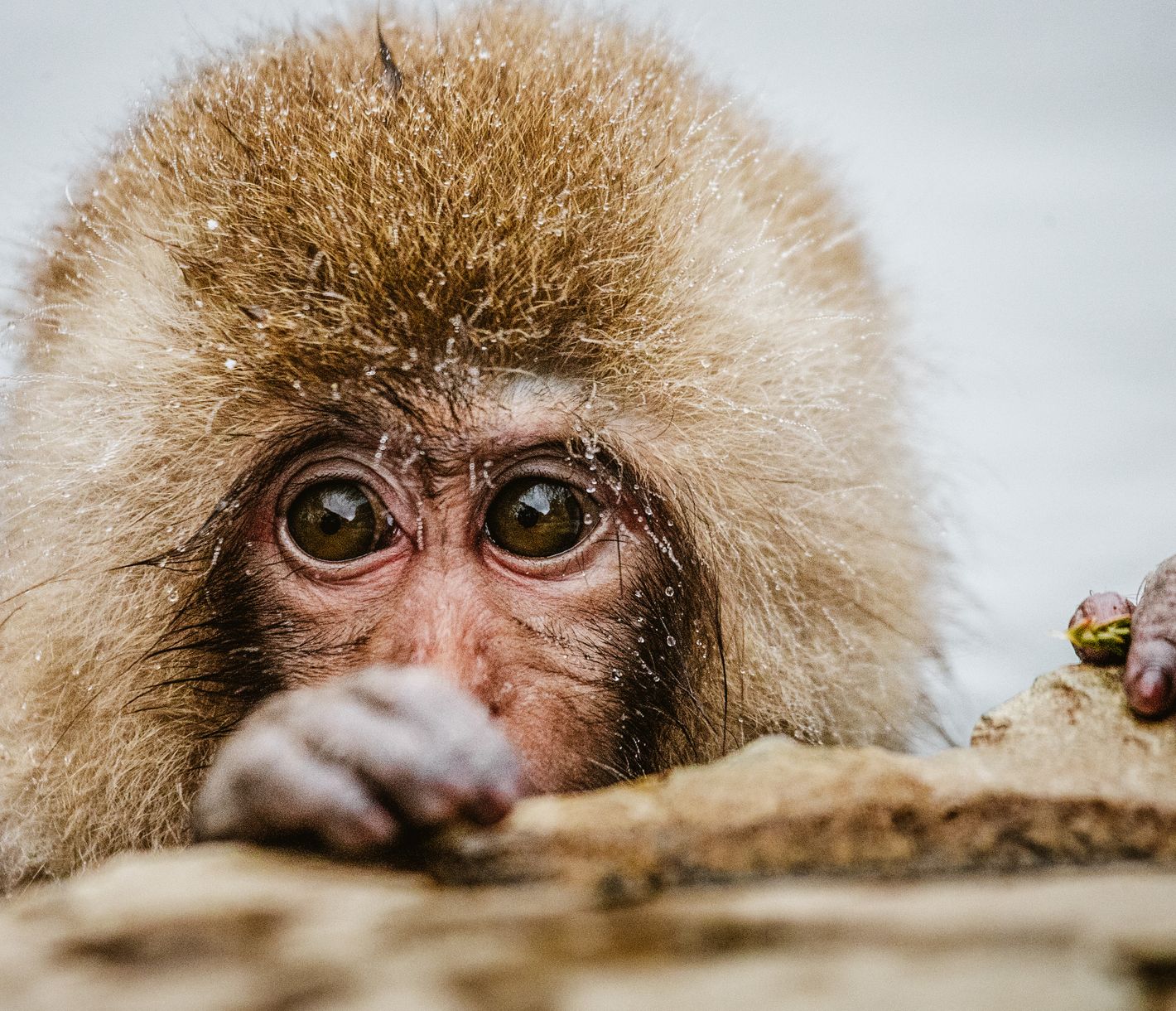 Die badenden Schneeaffen von Jigokudani