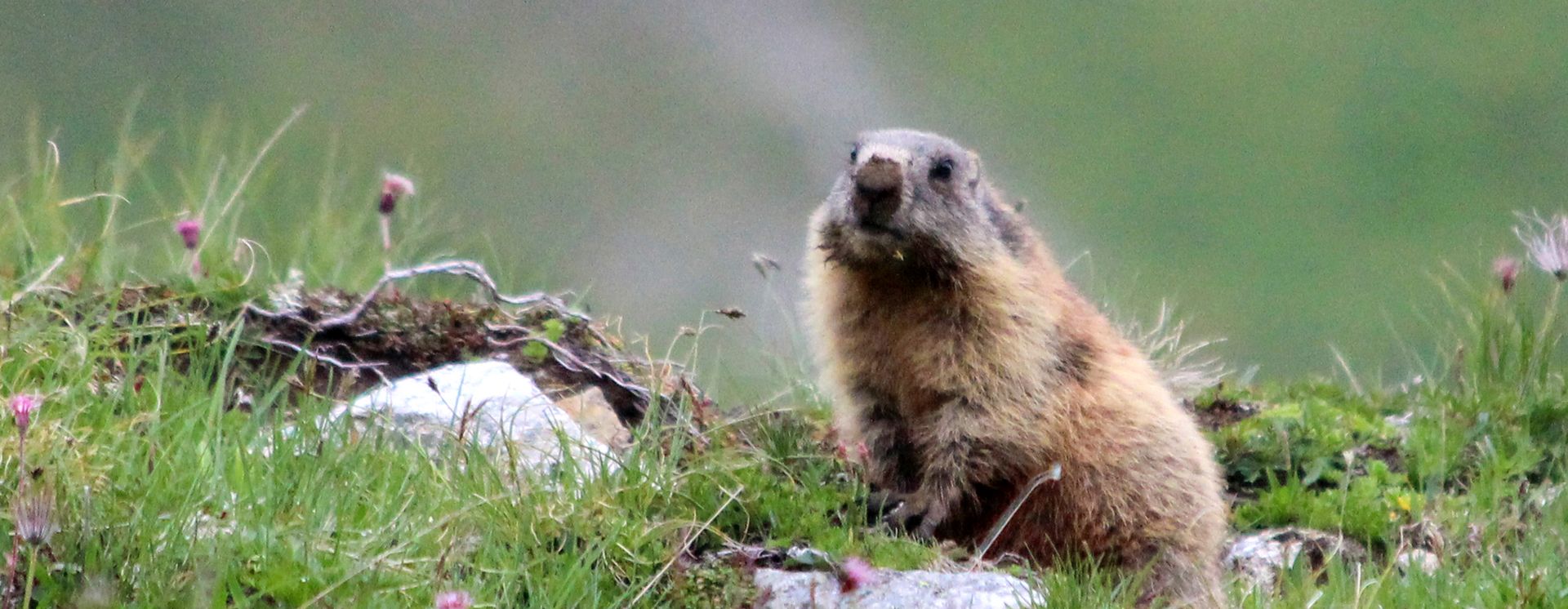 Une marmotte