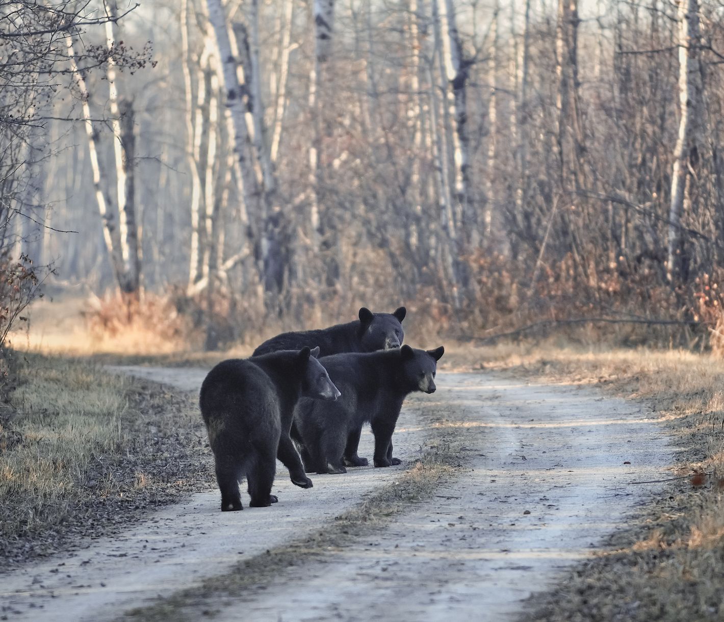 Schwarzbärenfamilie