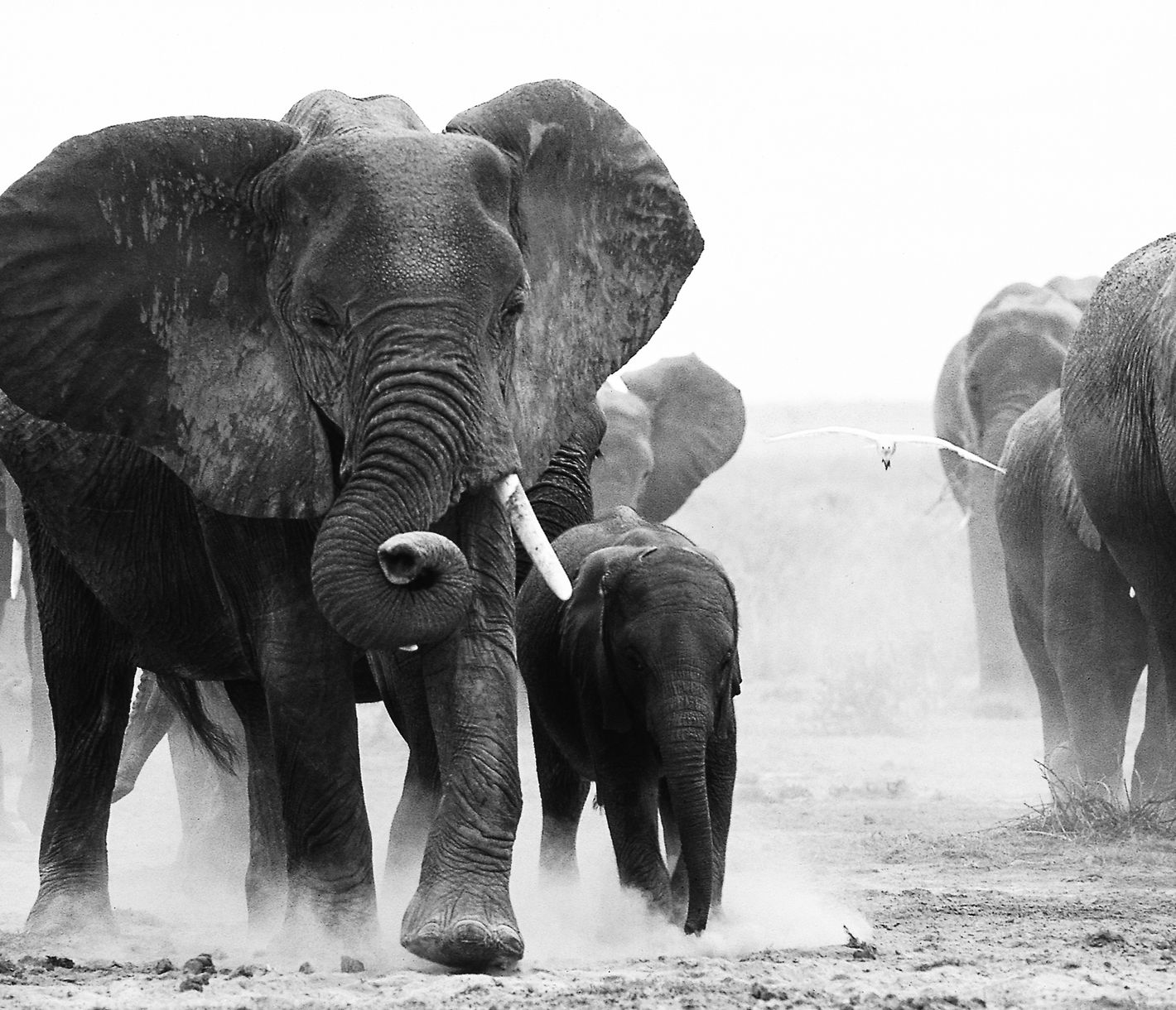 Staubaufwirbelnde Elefantenherde