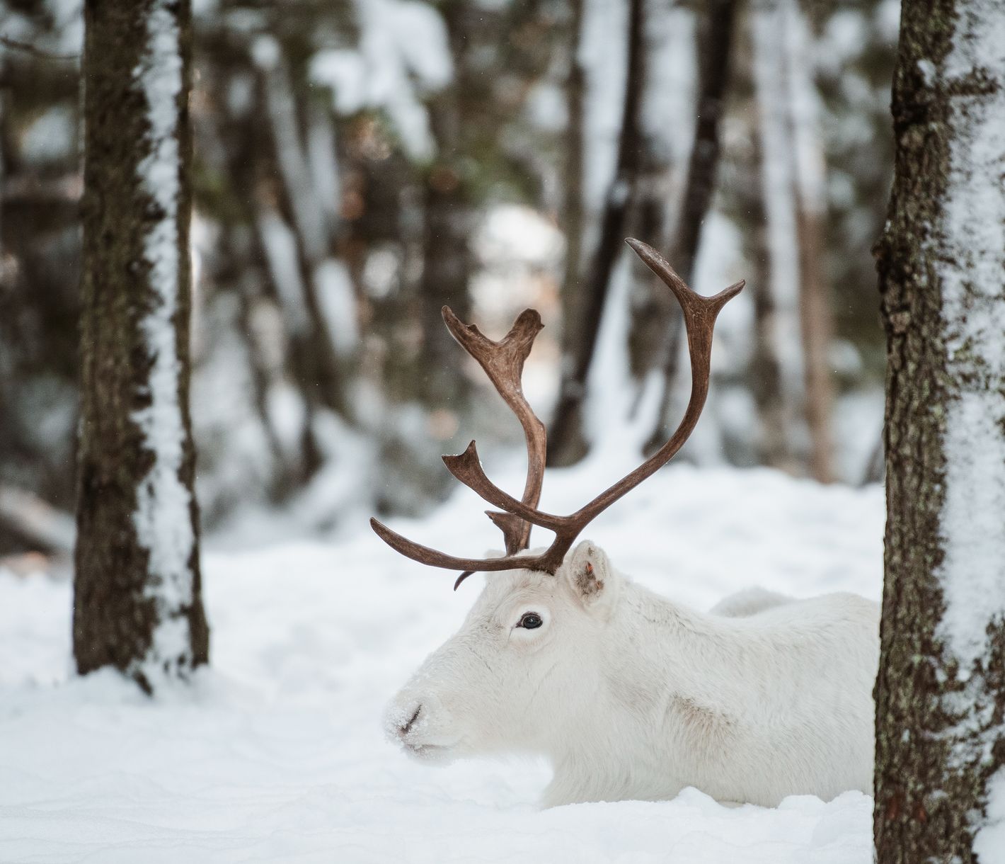 Sami Rentier Abenteuer