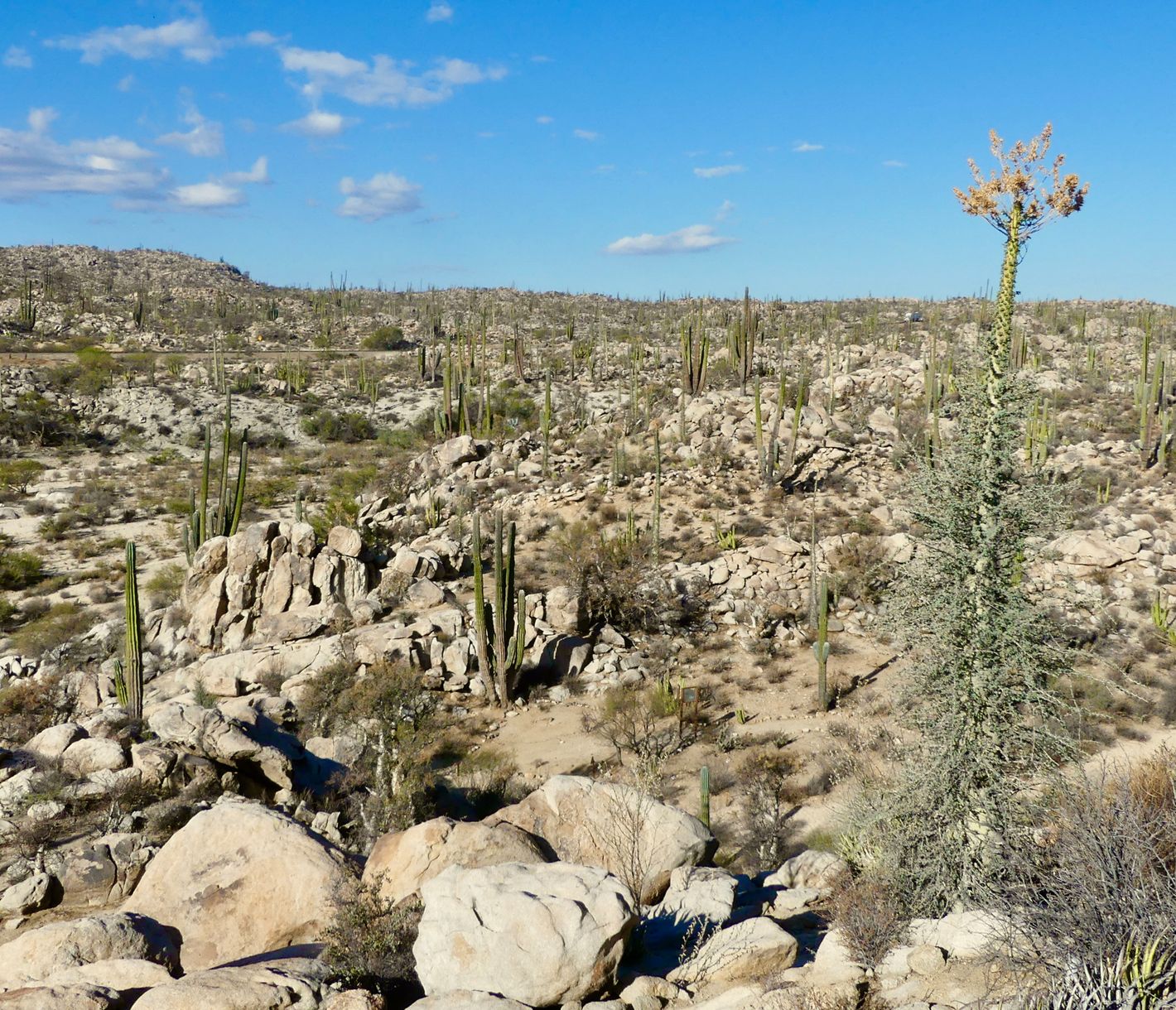Un désert très particulier formé d’énormes rochers arrondis, comptant parmi les plus belles régions de la Basse-Californie