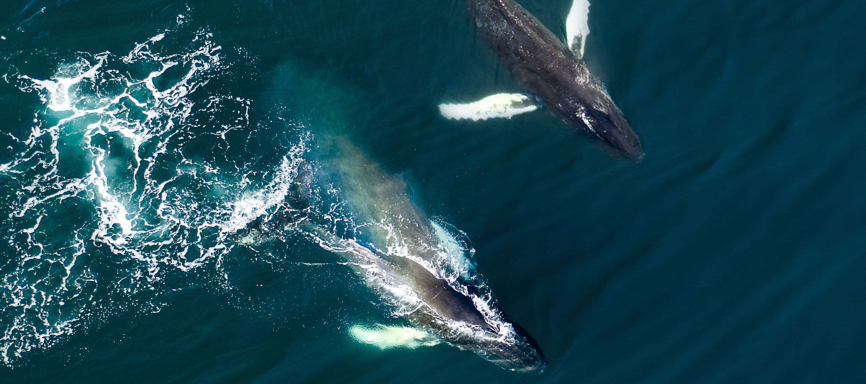 Husavik ist bekannt wegen den unzähligen Walen vor der Küste.